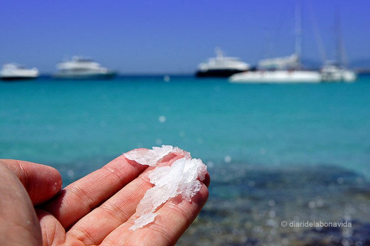 A qualsevol raconet trobem sal, raó de trobar-nos al Parc de Ses Salines