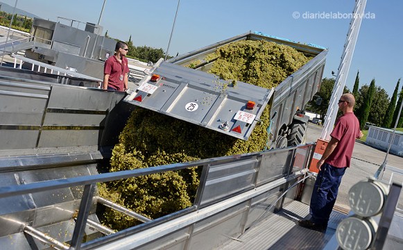 Camions i tractors arriben amb el raïm