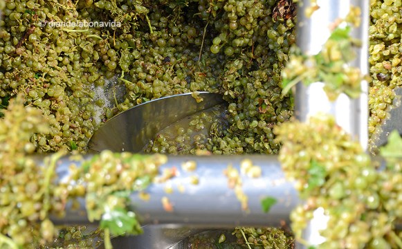 Les tremuges són el primer pas