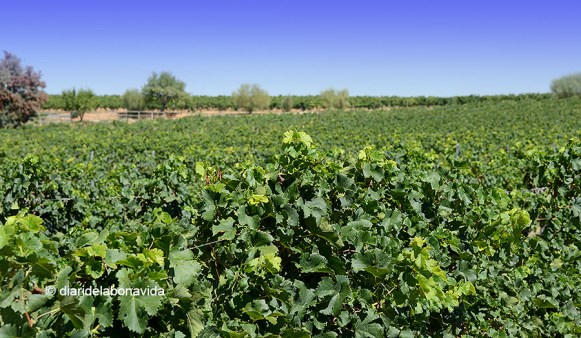 Vinyes a la FincaMas Planas
