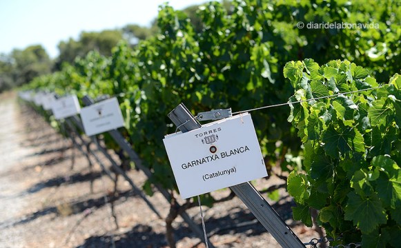 L'etiquetatge de les varietats de raïm ens ajuda moltíssim