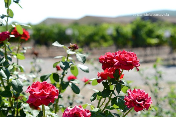 Els rosers continuen sent el millor sistema per esbrinar si alguna plaga afecta les vinyes