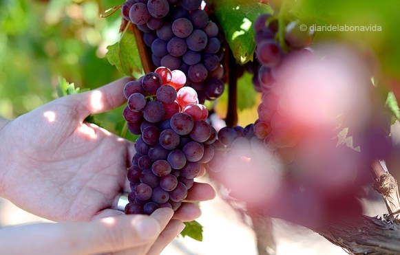 Moscatell gra petit rosat