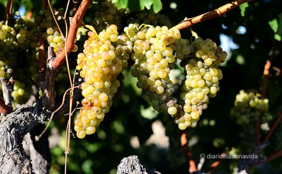 El raïm al capvespre agafa uns colors impressionants! 