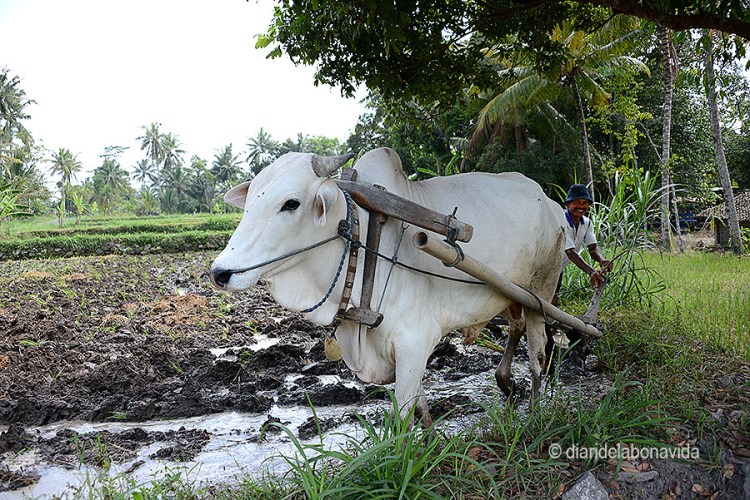 La gent treballant el camp és encantadora