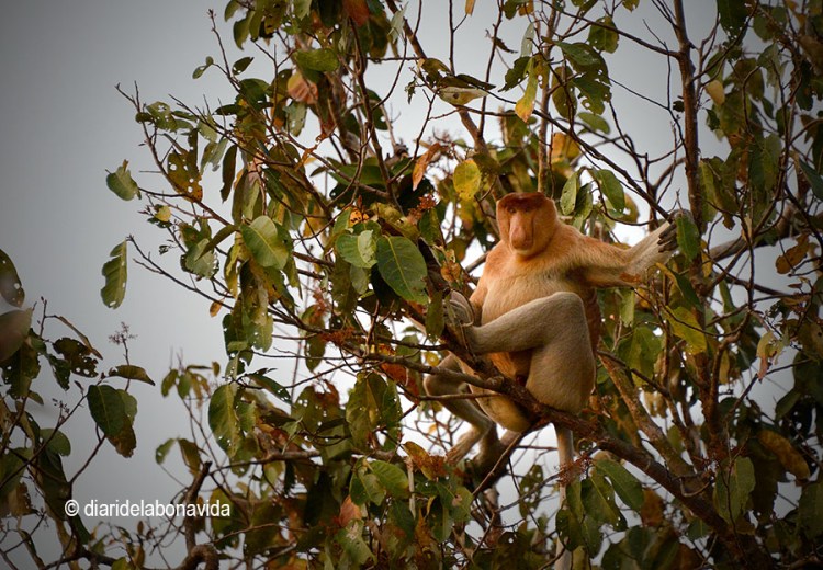 Els micos nariguts ens observen des dels arbres
