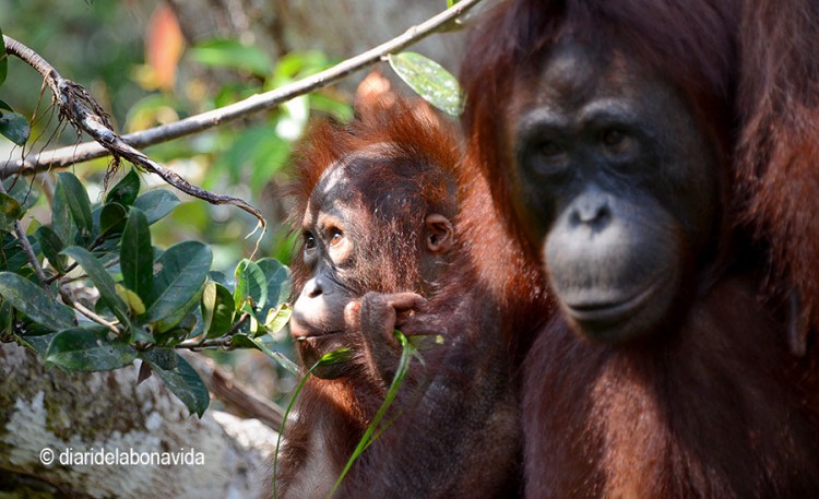 indonesia_tour orangutans