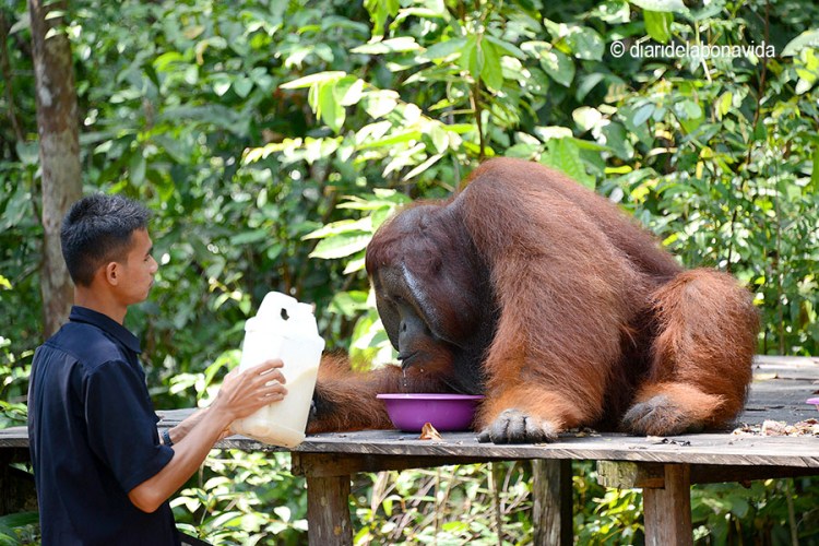 indonesia_tour orangutan comida