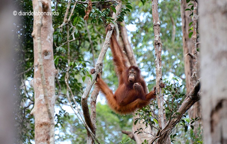 Els reis de la selva