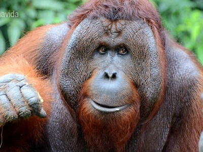 Ruta per Indonèsia (3a part). Orangutans a&nbsp;Borneo