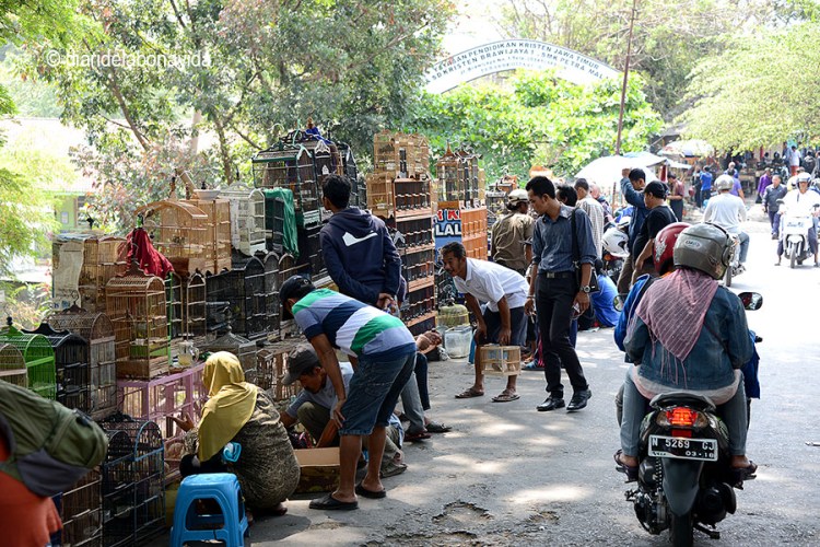 El mercat de les aus és ideal per perdre's una estona