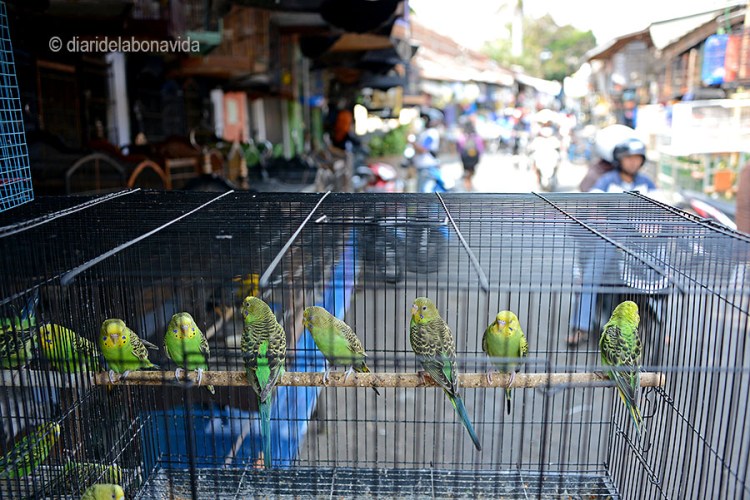 indonesia_malang pasar senggol periquitos