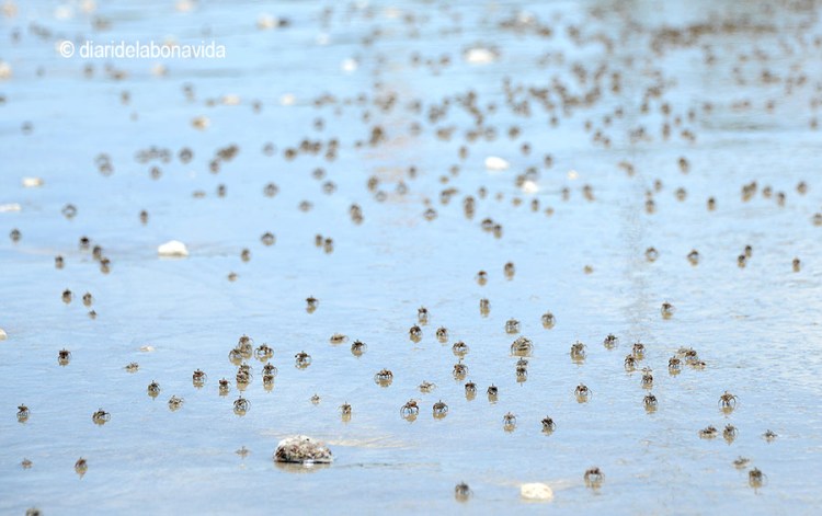 Hi ha zones on un munt de petits crancs són els amos de la platja