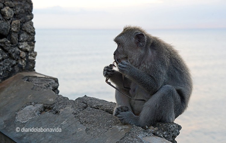 indonesia_monkey glasses