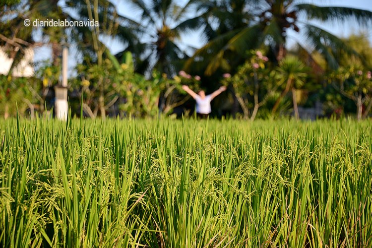 El passeig entre camps d'arrós, una bona manera d'allunyar-se de la multitut