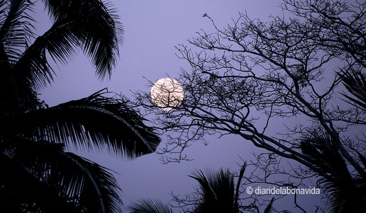 Encara voltem pels camps d'arròs que ja ens acompanya la lluna plena