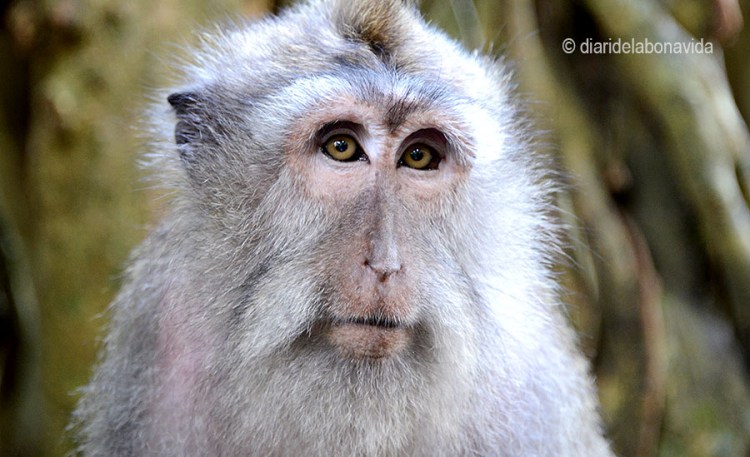 Quina cara de bon nano