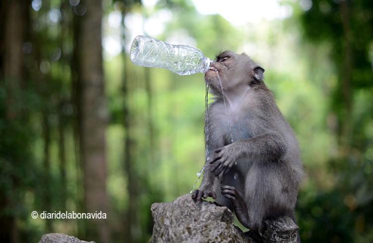 El tio es veu tota la nostra aigua