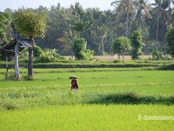 Ruta per Indonèsia (7a part). Centre i Nord de Bali en&nbsp;moto