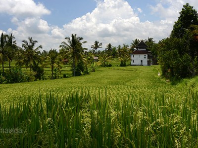 Ruta per Indonèsia (6a part). Ubud,&nbsp;Bali.
