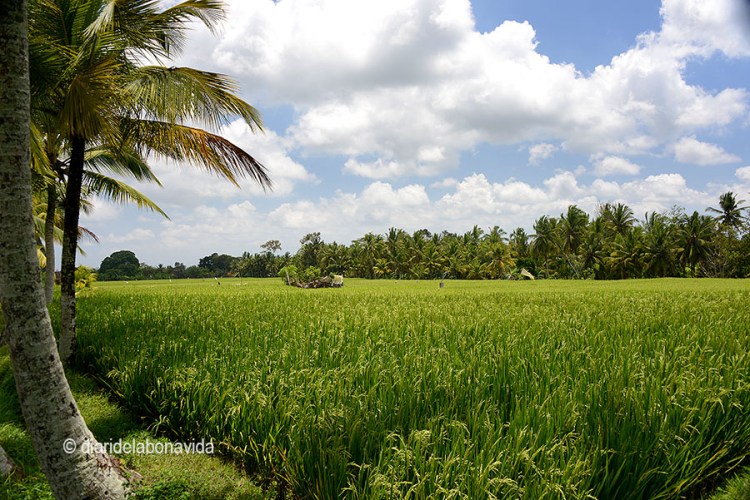 No cal allunyar-se molt per passejar entre verds camps d'arròs
