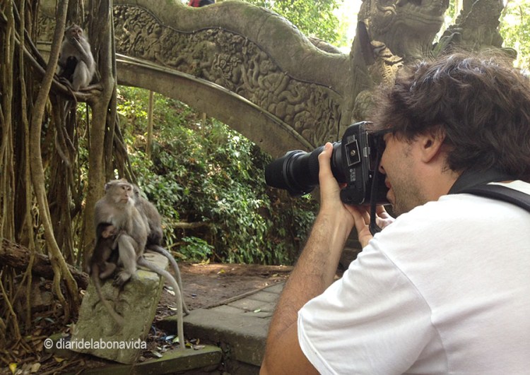 Fent fotos als micos