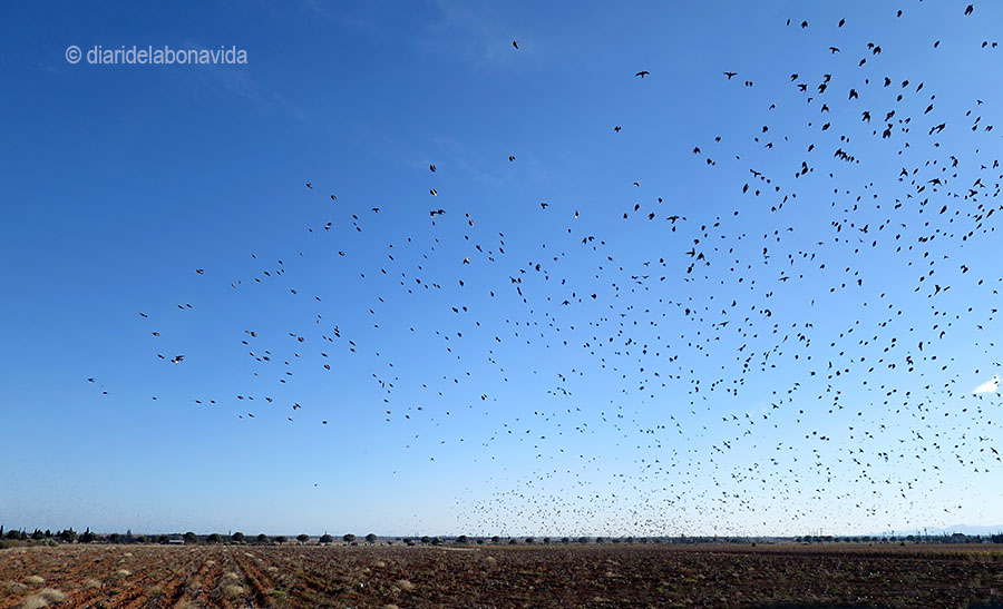 Pel camí ens trobem amb autèntics núvols d'estornells, uns ocells que s'agrupen en milers d'exemplars.