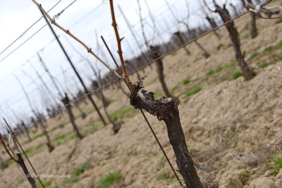 I les vinyes (que ja han donat els seus fruits) són les protagonistes.