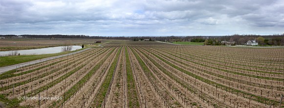 canada niagara wine 03