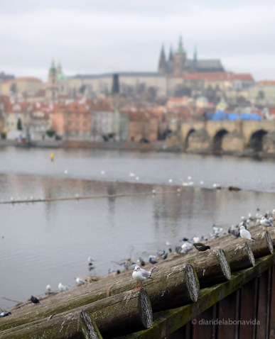 praga_624