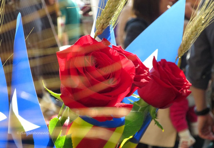 santjordi_2014_rosa 03