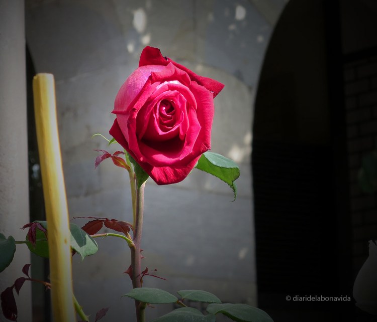 santjordi_2014_rosa