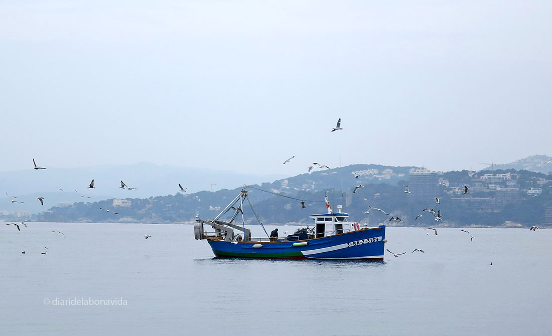 palamos barca pesca