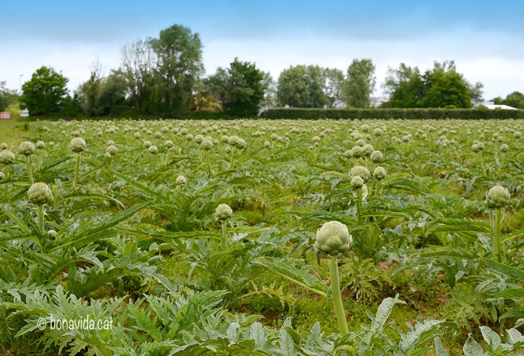 Camps plens de carxofa a punt per recollir