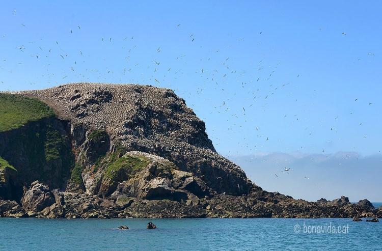 Els ocells son els reis de les illes