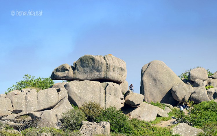 I veieu la tortuga???