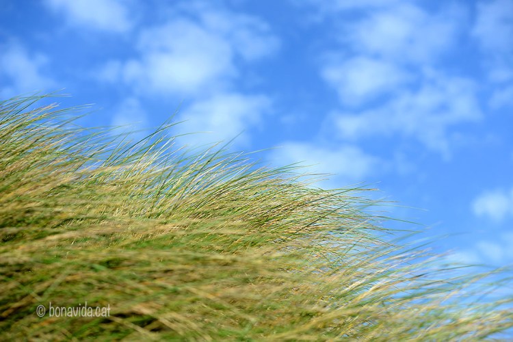 Imatges que hipnotitzen: el moviment dels matolls amb el vent