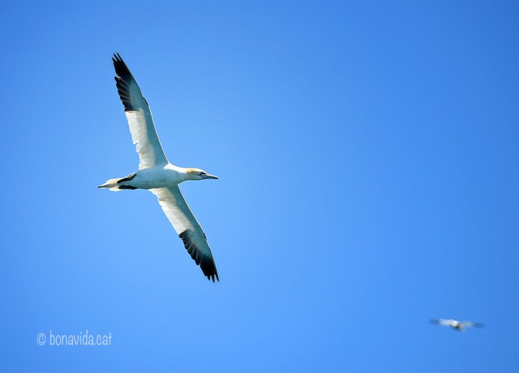 Ruta vaixell visita Sept îles. Bretanya