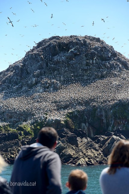 Milers i milers d'ocells habiten les illes