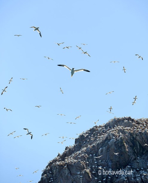 Ruta vaixell visita Sept îles. Bretanya