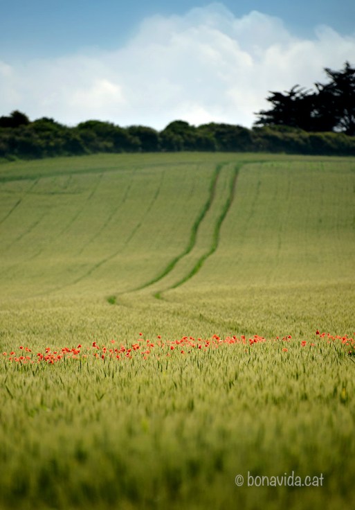 Camps ben macos als voltant del Fort La Latte