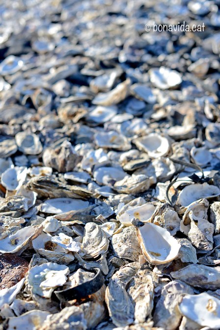 El cementiri de petxines sota el mur