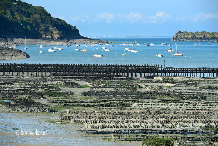 Els vivers d'ostres ocupen una part del litoral