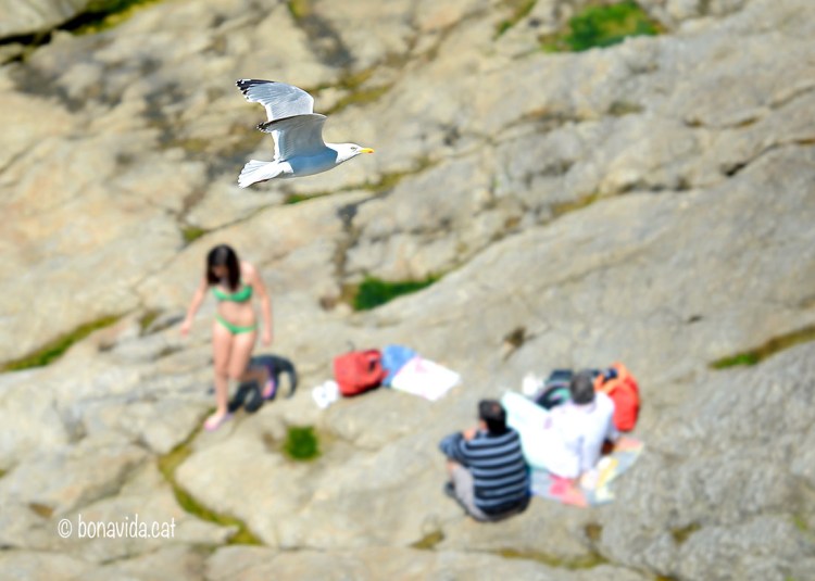Banyistes i gavines comparteixen les platges
