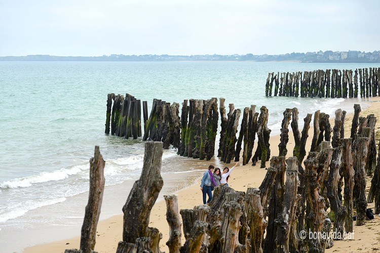 Una gran filera de troncs recorre la platja gran de Saint-Malo