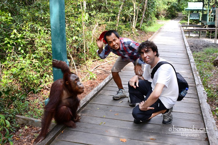 Arribem al Parc en companyia de Kres, el nostre guia, i ens rep un petit orangutà