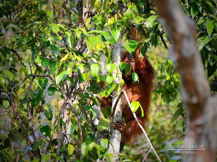 Borneo, Indonesia