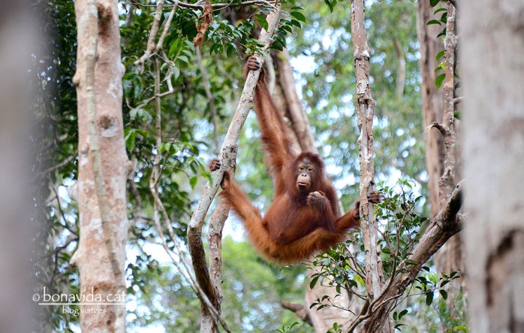 indonesia orangutans 05