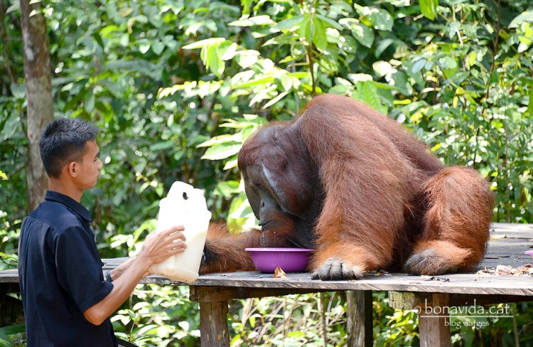 indonesia orangutans 06