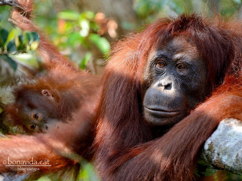 Orangutans al Parc Nacional Tanjung Puting,&nbsp;Borneo